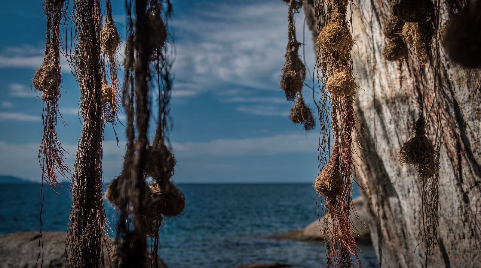 Weaver nests hanging over the water at the Cape